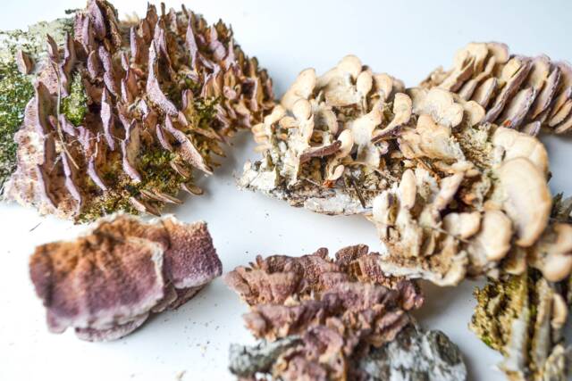 Dry Birch Mushrooms On Bark Natural Terrarium Wall Decor - image 1