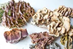 Dry Birch Mushrooms On Bark Natural Terrarium Wall Decor - thumbnail 1