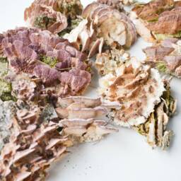 Dry Birch Mushrooms On Bark Natural Terrarium Wall Decor - thumbnail 2