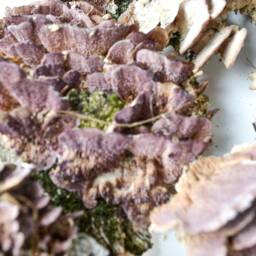 Dry Birch Mushrooms On Bark Natural Terrarium Wall Decor - thumbnail 3
