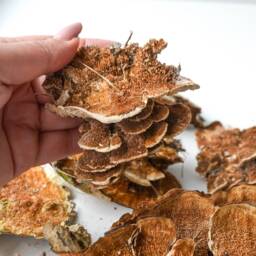 Dry Birch Mushrooms On Bark Natural Terrarium Wall Decor - thumbnail 4
