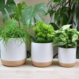 White Modern Plant Pot With Drainage Dish, Eco-Friendly Pla - thumbnail 3