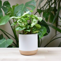 White Modern Plant Pot With Drainage Dish, Eco-Friendly Pla - thumbnail 4