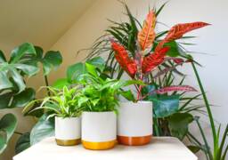 White Modern Plant Pot With Drainage Dish, Eco-Friendly Pla - thumbnail 1