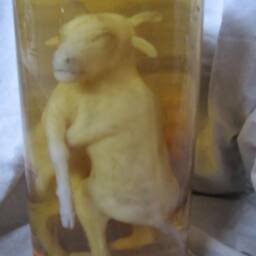 Taxidermy Cabinet Of Curiosities Fetus Calf Oddities - thumbnail 4