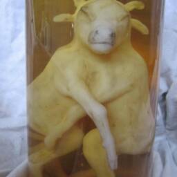 Taxidermy Cabinet Of Curiosities Fetus Calf Oddities - thumbnail 2