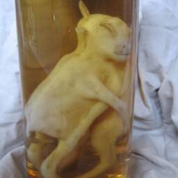 Taxidermy Cabinet Of Curiosities Fetus Calf Oddities - thumbnail 3