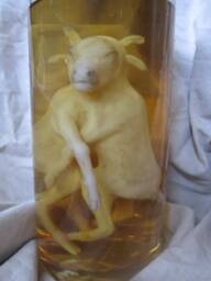 Taxidermy Cabinet Of Curiosities Fetus Calf Oddities - thumbnail 1