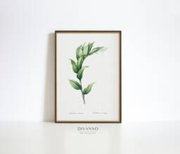 Treacleberry Botanical Print, Antique Farmhouse Wall Art - thumbnail 1