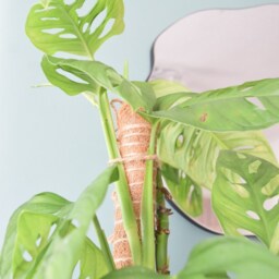 80cm Slim Coco Coir Moss Pole Plant Support For Monstera, Philodendron - thumbnail 2