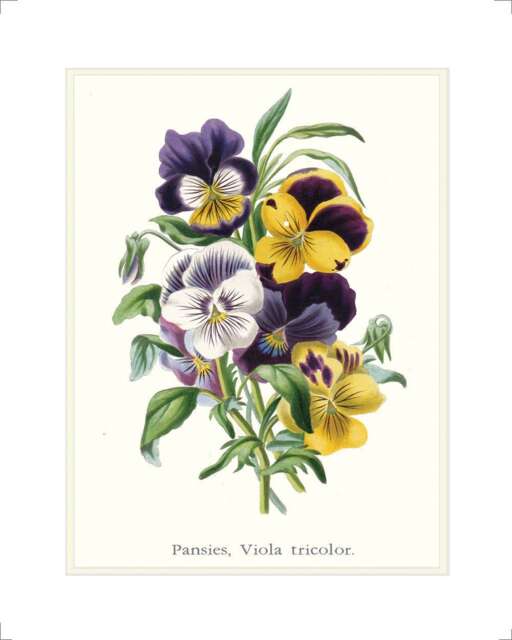 Antique Pansy Flower Art Print Viola Tricolor Botanical Illustration - image 1
