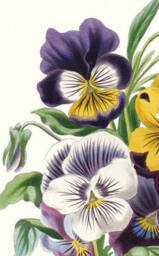 Antique Pansy Flower Art Print Viola Tricolor Botanical Illustration - thumbnail 3