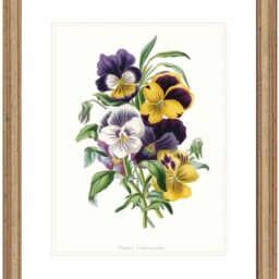 Antique Pansy Flower Art Print Viola Tricolor Botanical Illustration - thumbnail 4