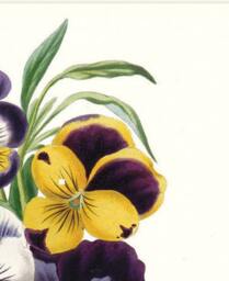 Antique Pansy Flower Art Print Viola Tricolor Botanical Illustration - thumbnail 2