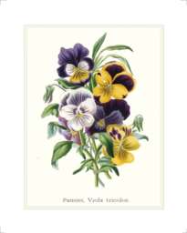 Antique Pansy Flower Art Print Viola Tricolor Botanical Illustration - thumbnail 1