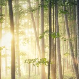Sunbeams Hitting The Forest Natural Image Printed Custom Made Window - Nat16 Roller Blind, Regular Or Blackout Shade, Chain Cordless - thumbnail 2