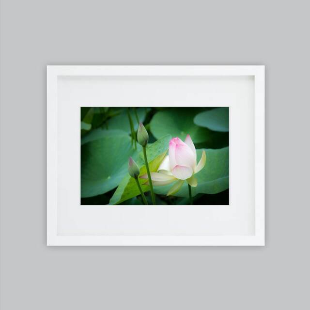 Lotus Flower Fine Art Print - image 1