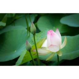Lotus Flower Fine Art Print - thumbnail 2