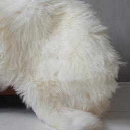 "White Sheepskin Rug, Genuine Leather, Polish Tatra Mountains - 48"" X 28" - thumbnail 3