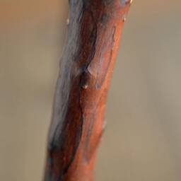 T-Shaped Chair C - thumbnail 4