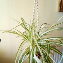 Handmade Macrame Plant Hanger 90cm Cotton Rope/Plant Basket Hanging/Home Decor/Gift - thumbnail 2