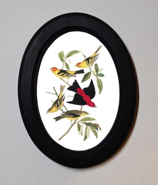 Black Oval Wooden Framed Picture, John James Audubon, Louisiana Tanager, Bird Nature Art Print, Wall Hanging Vintage Style - image 1