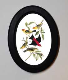 Black Oval Wooden Framed Picture, John James Audubon, Louisiana Tanager, Bird Nature Art Print, Wall Hanging Vintage Style - thumbnail 1