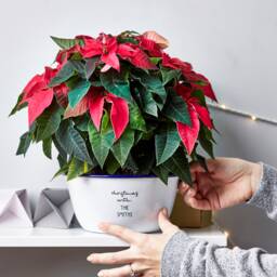 Personalised Christmas Enamel Planter - thumbnail 1