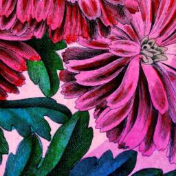 Chrysanthemums, Mums, Fall Flowers, Garden Lover, 1860S, Natural History, Botanical, Vintage Image, Antique Art, Wall Hanging - thumbnail 2