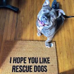 I Hope You Like Rescue Dogs Doormat - Funny Dog Lover Welcome Mat Mom Gift Pet Owner Porch Decor Animal - thumbnail 2