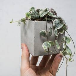 Cube Shaped Indoor Concrete Plant Pot - thumbnail 2