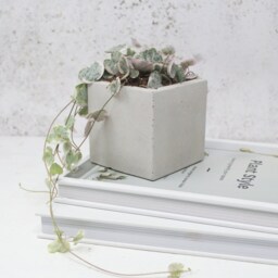 Cube Shaped Indoor Concrete Plant Pot - thumbnail 3
