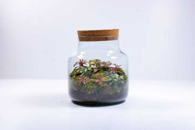 Large Fittonia Terrarium - Ready Made No Assembly & Low Maintenance Terrariums - image 1