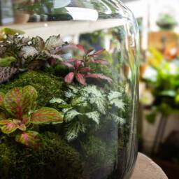 Large Fittonia Terrarium - Ready Made No Assembly & Low Maintenance Terrariums - thumbnail 3