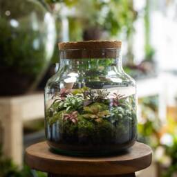 Large Fittonia Terrarium - Ready Made No Assembly & Low Maintenance Terrariums - thumbnail 2