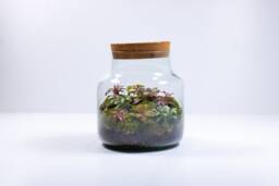 Large Fittonia Terrarium - Ready Made No Assembly & Low Maintenance Terrariums