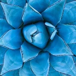 Blue Agave & Melon Candle - thumbnail 3