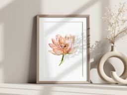 Peach Pink Lotus Watercolor Painting Art Print - thumbnail 1