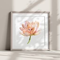 Peach Pink Lotus Watercolor Painting Art Print - thumbnail 3