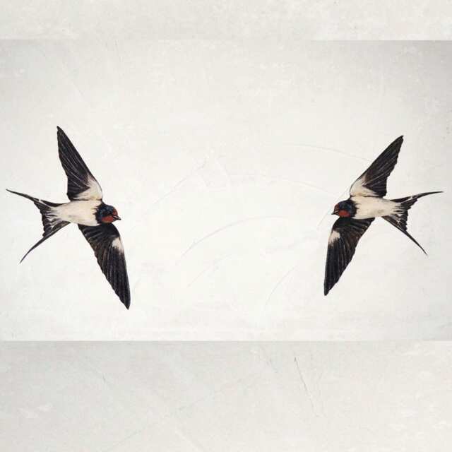 Life-Size Swallows Stickers Wall Decals, Murals, Decor, Print - image 1