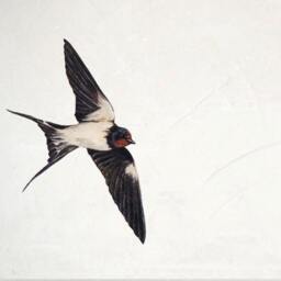 Life-Size Swallows Stickers Wall Decals, Murals, Decor, Print - thumbnail 2