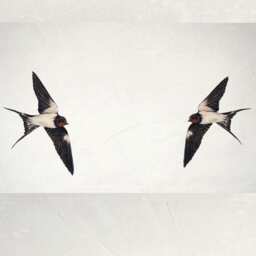 Life-Size Swallows Stickers Wall Decals, Murals, Decor, Print - thumbnail 1