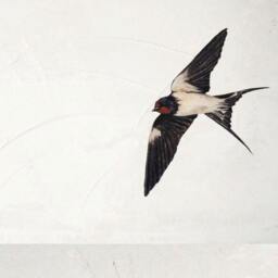 Life-Size Swallows Stickers Wall Decals, Murals, Decor, Print - thumbnail 3
