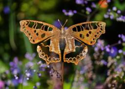 British Butterfly Small Tortoiseshell Metal Garden Art - thumbnail 1
