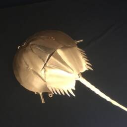 Horseshoe Crab Handmade Metal Sculpture - thumbnail 3