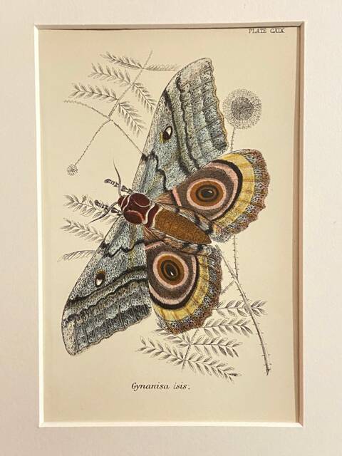 Antique Print/Plate 1897 Original. Vintage Silk-Moth Print. Saturnidae - image 1