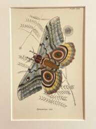 Antique Print/Plate 1897 Original. Vintage Silk-Moth Print. Saturnidae - thumbnail 1
