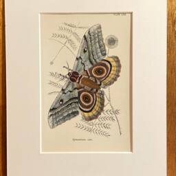 Antique Print/Plate 1897 Original. Vintage Silk-Moth Print. Saturnidae - thumbnail 2