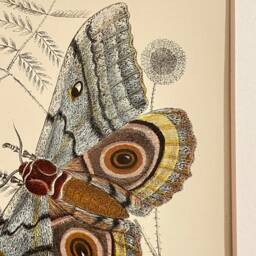 Antique Print/Plate 1897 Original. Vintage Silk-Moth Print. Saturnidae - thumbnail 3