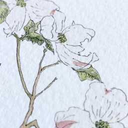 Virginia State Flower Map Watercolor American Dogwood - Art Print Wall Floral Wedding Uva Vt Grad Realtor Moving Mother Day Gift - thumbnail 3
